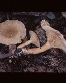 Lactarius subvernalis image