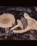 Lactarius subvernalis image