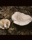 Lactarius subvernalis image