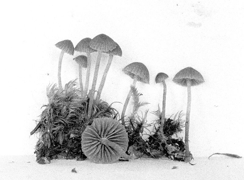 Galerina decipiens var. decipiens image