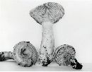 Lactarius thyinos image