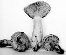 Lactarius thyinos image