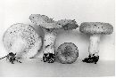 Lactarius torminosus image