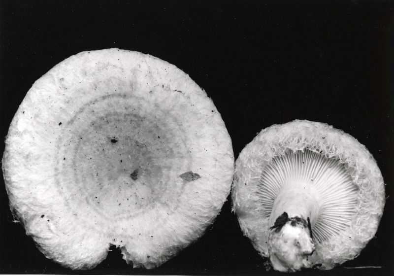 Lactarius torminosus var. torminosus image