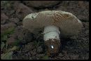 Amanita malheurensis image