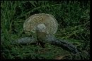 Amanita malheurensis image