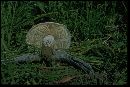 Amanita malheurensis image