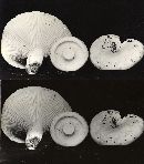 Lactarius vellereus image