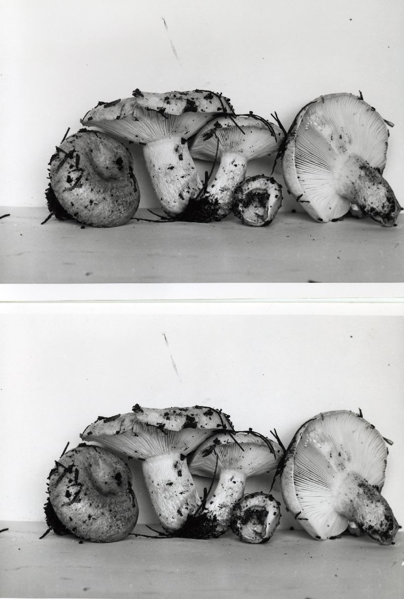 Lactarius vinaceopallidus image