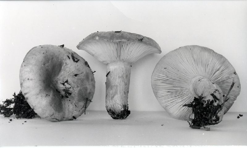 Lactarius vinaceopallidus image