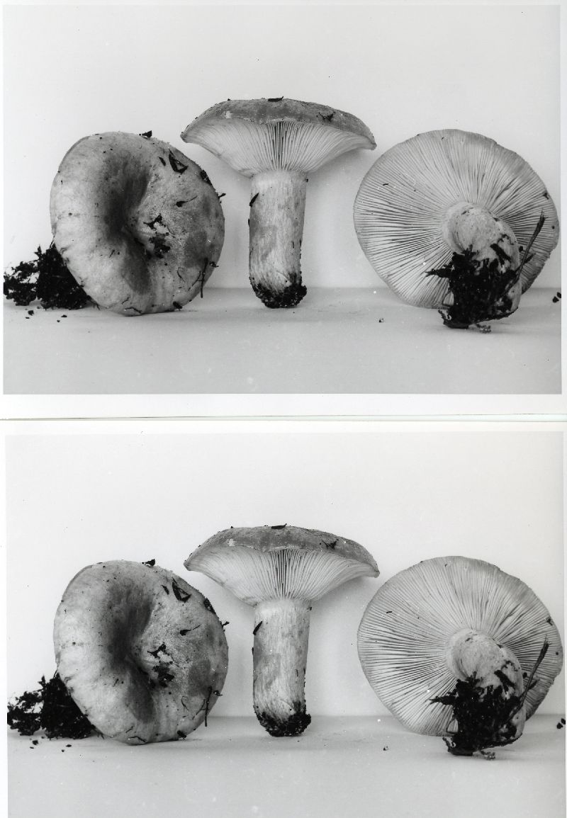 Lactarius vinaceopallidus image