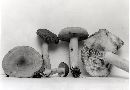 Lactarius volemus var. volemus image