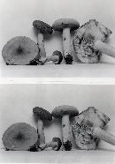 Lactarius volemus var. volemus image