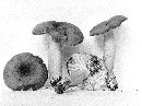 Lactarius volemus image