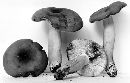 Lactarius volemus image