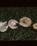 Lactarius yazooensis image