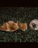 Lactarius yazooensis image