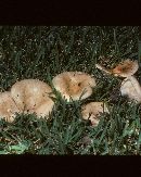 Lactarius yazooensis image