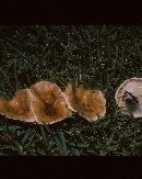 Lactarius yazooensis image