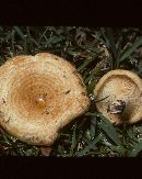 Lactarius yazooensis image