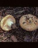 Lactarius yazooensis image