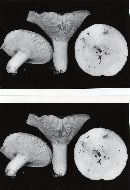 Lactarius subvellereus var. subdistans image