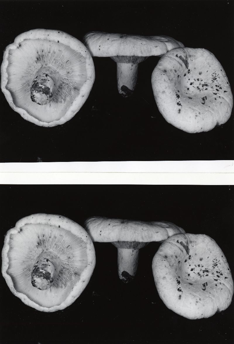 Lactarius vellereus var. vellereus image
