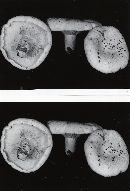 Lactarius vellereus image