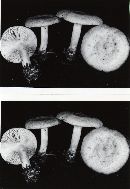 Lactarius vinaceorufescens image