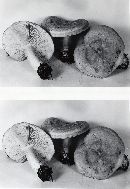 Lactarius vinaceorufescens image
