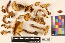 Cantharellus formosus image
