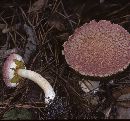 Boletellus ananas image