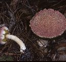 Boletellus ananas image