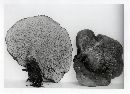 Boletinellus merulioides image