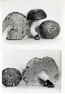 Xanthoconium affine image