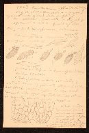 Xanthoconium affine image
