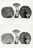 Boletus badius image