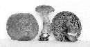 Boletus badius image