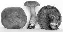 Boletus badius image