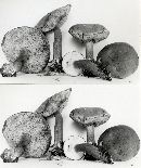 Boletus badius image