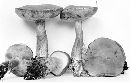 Boletus badius image