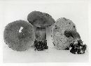 Boletus badius image