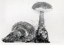 Boletus badius image
