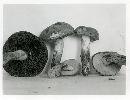 Boletus chrysenteron image