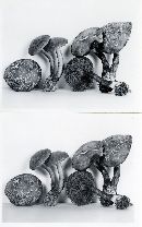 Boletus chrysenteron image