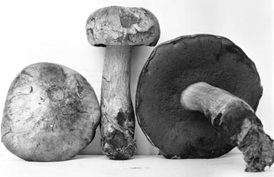 Boletus erythropus image