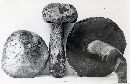 Boletus erythropus image