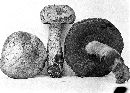 Boletus erythropus image