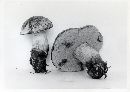 Boletus erythropus image