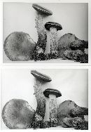 Boletus frostii image